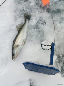 IMG_20210314_083005.jpg