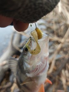 IMG_20210320_081013.jpg
