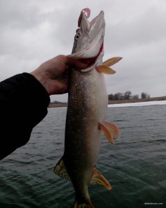 IMG_20210323_111751.jpg