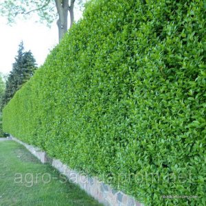 1981419257_w640_h640_biryuchina-obyknovennaya-atrovirens.jpg