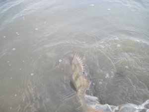 IMG_5039.JPG