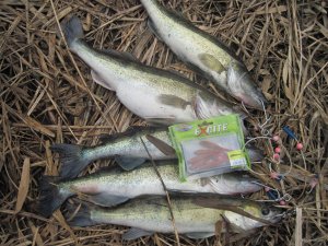 IMG_5110.JPG