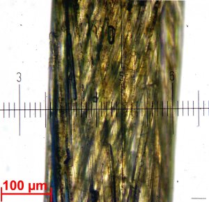 Berkley XS Braid 0_08mm.jpg