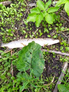 IMG_20210430_171328.jpg