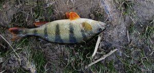 IMG_20210501_162615.jpg