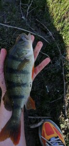 IMG_20210501_162638.jpg