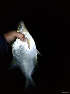 IMG_20210501_001601.jpg
