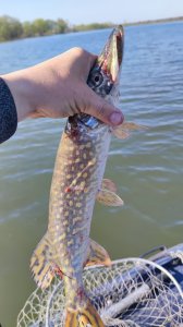 IMG_20210501_084908.jpg