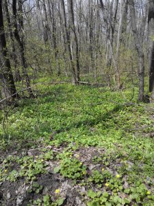 IMG_20210501_110641.jpg