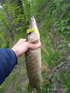 IMG_20210510_191548.jpg