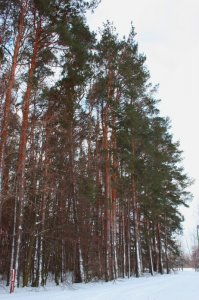 Копия 55 001.jpg