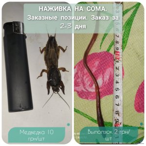 CollageMaker_20210519_000834026.jpg
