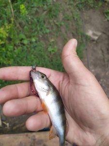 IMG_20210520_160040.jpg