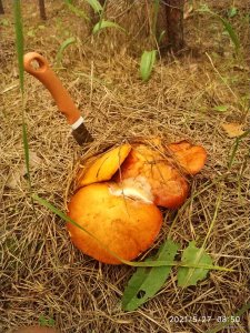 IMG_20210527_085040[1].jpg