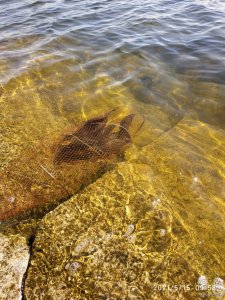 IMG_20210515_095853[1].jpg