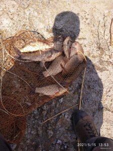 IMG_20210515_135335[1].jpg