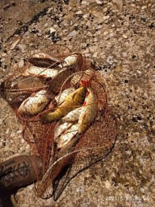 IMG_20210523_105329[1].jpg