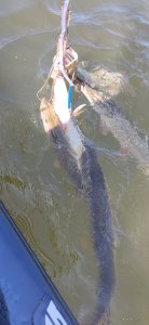 IMG_20210613_091507.jpg