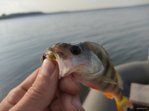IMG_20210627_064446.jpg