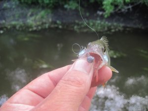 IMG_5766.JPG