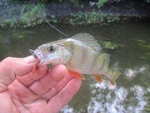 IMG_5768.JPG