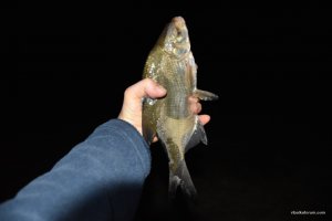 DSC_0357.JPG