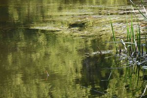 DSC_0567.JPG