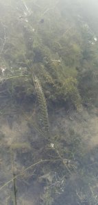 IMG_20210802_060004.jpg
