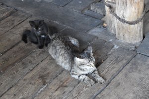 DSC_0618.JPG