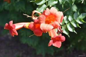 DSC_0882.JPG