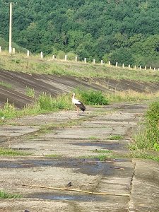 IMG_20210821_072426.jpg