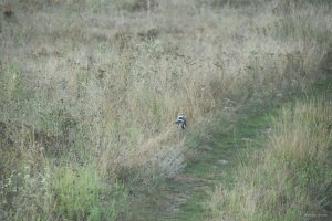 DSC_0412.JPG