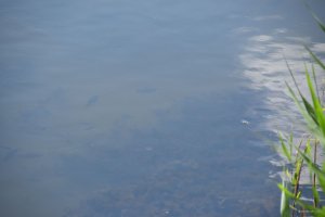 DSC_0425.JPG