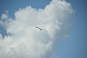 DSC_0447.JPG