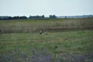 DSC_0454.JPG