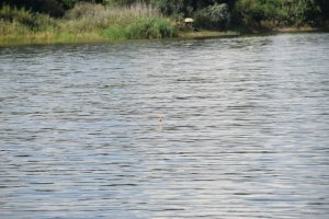 DSC_0477.JPG