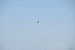 DSC_0098.JPG