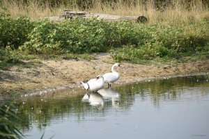 DSC_0126.JPG