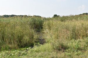 DSC_0132.JPG