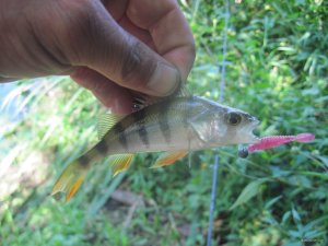 IMG_5985.JPG