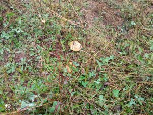 IMG_20210919_092152.jpg