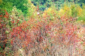 IMG_2358.JPG