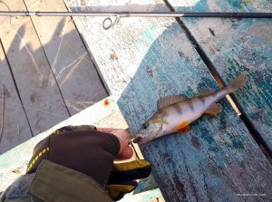 fish301021-1.jpg