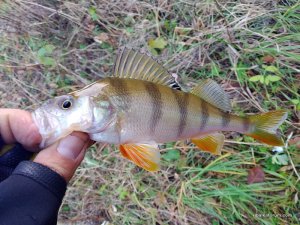 fish301021-4.jpg