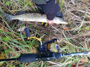 fish301021-3.jpg