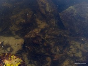 fish301021-2.jpg