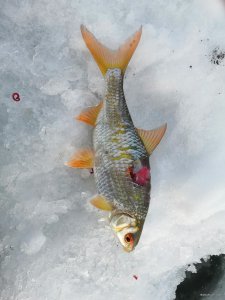 IMG_20220104_141252.jpg