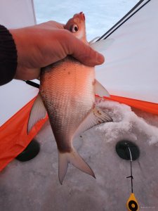 IMG_20220105_080854.jpg