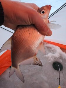IMG_20220105_080900.jpg