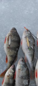 IMG_20220109_145243.jpg